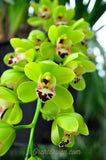 Cymbidium Dame Catherine 'Spring Day' HCC/AOS, S/CSA - Orchid Design