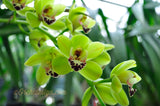 Cymbidium Dame Catherine 'Spring Day' HCC/AOS, S/CSA - Orchid Design