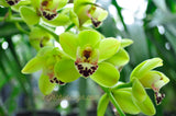 Cymbidium Dame Catherine 'Spring Day' HCC/AOS, S/CSA - Orchid Design