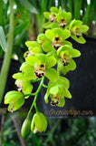 Cymbidium Dame Catherine 'Spring Day' HCC/AOS, S/CSA - Orchid Design