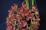 Cymbidium Doctor Len 'Dusty Imp' AM/AOS – Pendulous - Orchid Design