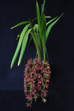 Cymbidium Doctor Len 'Dusty Imp' AM/AOS – Pendulous - Orchid Design
