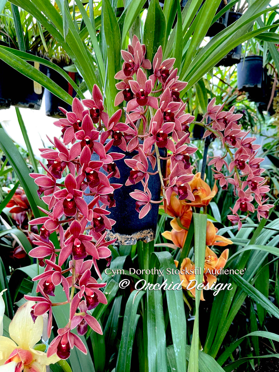 Cymbidium Dorothy Stockstill Audience Pendulous Orchid Design 