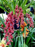 Cymbidium Dorothy Stockstill 'Audience' – Pendulous