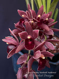 Cymbidium Dorothy Stockstill 'Audience' – Pendulous