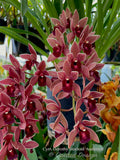 Cymbidium Dorothy Stockstill 'Audience' – Pendulous