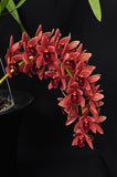 Cymbidium Dorothy Stockstill 'Forgotten Fruit' AM/AOS - Orchid Design
