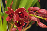 Cymbidium Dorothy Stockstill 'Forgotten Fruit' AM/AOS - Orchid Design