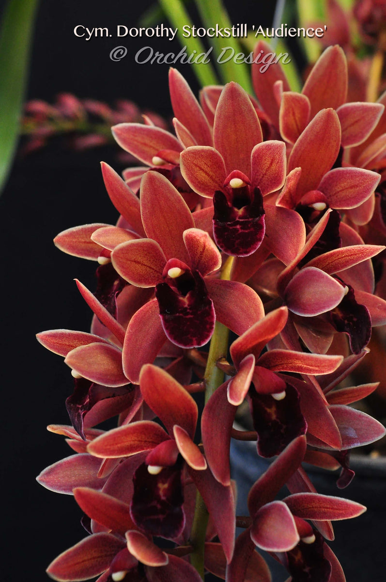 Cymbidium Dorothy Stockstill 'Audience' – Pendulous – Orchid Design