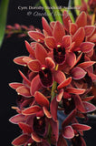 Cymbidium Dorothy Stockstill 'Audience' – Pendulous