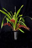 Cymbidium Dorothy Stockstill 'Forgotten Fruit' AM/AOS - Orchid Design