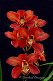 Cymbidium Fire Storm 'Blaze' – Huge Red - Orchid Design