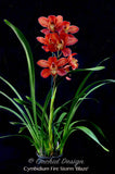 Cymbidium Fire Storm 'Blaze' – Huge Red - Orchid Design