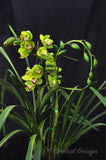Gorgeous Cymbidium Green & Red Lip - Orchid Design