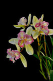 Cymbidium Green Valley Emerald 'Tri-lip' – Peloric - Orchid Design
