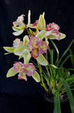 Cymbidium Green Valley Emerald 'Tri-lip' – Peloric - Orchid Design