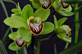 Gorgeous Cymbidium Green & Red Lip - Orchid Design