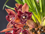 Cymbidium Hot Devon ‘Bird of Paradise’ AD/CSA Novelty, peloric, pendant!