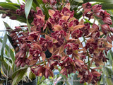 Cymbidium Hot Devon ‘Bird of Paradise’ AD/CSA Novelty, peloric, pendant!