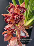 Cymbidium Hot Devon ‘Bird of Paradise’ AD/CSA Novelty, peloric, pendant!