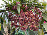 Cymbidium Hot Devon ‘Bird of Paradise’ AD/CSA Novelty, peloric, pendant!
