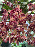 Cymbidium Hot Devon ‘Bird of Paradise’ AD/CSA Novelty, peloric, pendant!