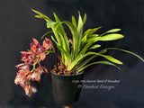 Cymbidium Hot Devon ‘Bird of Paradise’ AD/CSA Novelty, peloric, pendant!