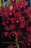 Pendulous Cymbidium Itchycoo Park - Orchid Design