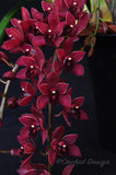Pendulous Cymbidium Itchycoo Park - Orchid Design