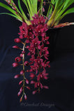 Pendulous Cymbidium Itchycoo Park - Orchid Design