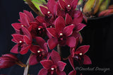 Pendulous Cymbidium Itchycoo Park - Orchid Design