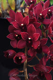 Pendulous Cymbidium Itchycoo Park - Orchid Design