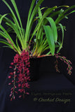 Pendulous Cymbidium Itchycoo Park - Orchid Design