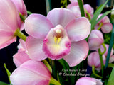 Cymbidium Kulnura FLorid '2 Spike Pink' – Unusual!