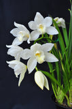 Cym. Kulnura Snow 'White Tower' - Orchid Design