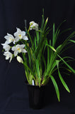 Cym. Kulnura Snow 'White Tower' - Orchid Design
