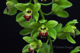 Cascading Cym. Lillian Fujimoto ‘Irish Lass’ S/CSA, AM/AOS - Orchid Design