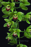 Cascading Cym. Lillian Fujimoto ‘Irish Lass’ S/CSA, AM/AOS - Orchid Design
