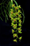 Cascading Cym. Lillian Fujimoto ‘Irish Lass’ S/CSA, AM/AOS - Orchid Design