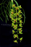 Cascading Cym. Lillian Fujimoto ‘Irish Lass’ S/CSA, AM/AOS - Orchid Design