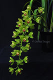 Cascading Cym. Lillian Fujimoto ‘Irish Lass’ S/CSA, AM/AOS - Orchid Design