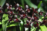 Cymbidium Little Black Sambo 'Black Magic' AM/AOS - Orchid Design