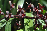 Cymbidium Little Black Sambo 'Black Magic' AM/AOS - Orchid Design