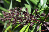 Cymbidium Little Black Sambo 'Black Magic' AM/AOS - Orchid Design