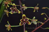 Cymbidium Little Black Sambo 'Cinnabar' – Floriferous, Fragrant! - Orchid Design