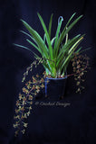 Cymbidium Little Black Sambo 'Cinnabar' – Floriferous, Fragrant! - Orchid Design