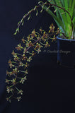 Cymbidium Little Black Sambo 'Cinnabar' – Floriferous, Fragrant! - Orchid Design