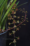Cymbidium Little Black Sambo 'Cinnabar' – Floriferous, Fragrant! - Orchid Design