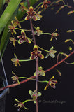Cymbidium Little Black Sambo 'Cinnabar' – Floriferous, Fragrant! - Orchid Design
