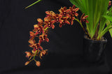 Cymbidium Mad Doctor ‘Cinnabar’ HCC/AOS - Orchid Design
